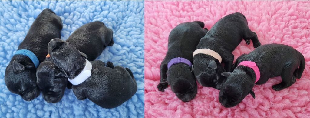 Des Diamants Noirs D'Also - Schnauzer miniature - Portée née le 15/05/2025