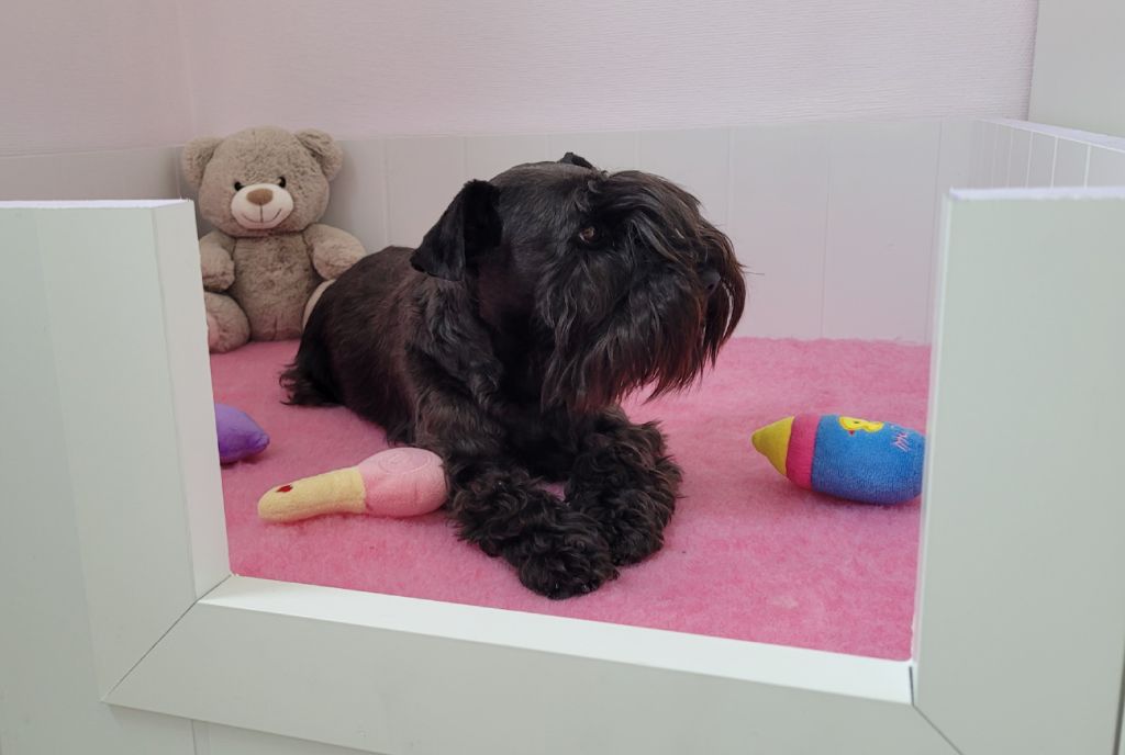 Chiot Schnauzer miniature Des Diamants Noirs D'Also